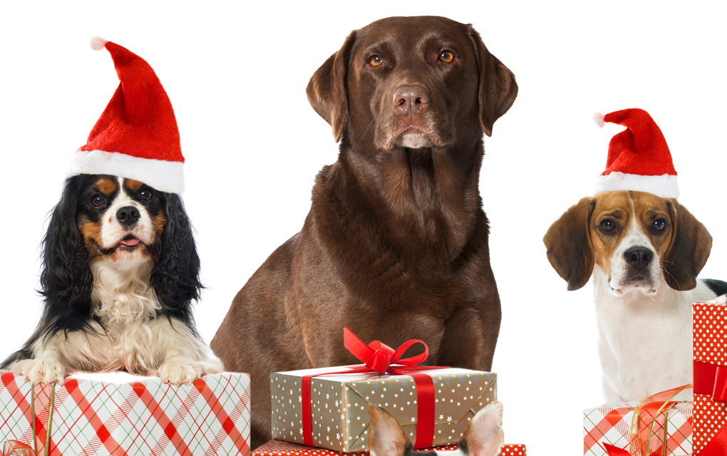 Grafik für -Sinnvolle Geschenke: Sechs Tipps fürs Christkind