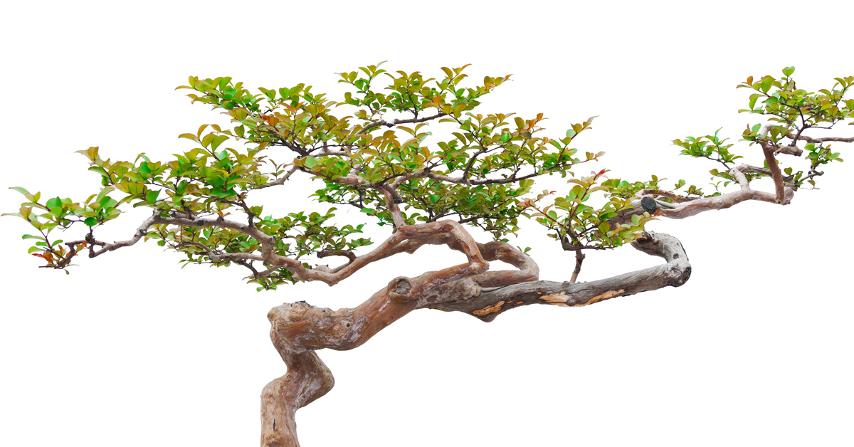 Grafik für -Zimmerpflanzen: Welche Begrünung eignet sich fürs Büro?