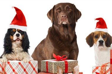 Zu Blogartikel 'Sinnvolle Geschenke: Sechs Tipps fürs Christkind' wechseln